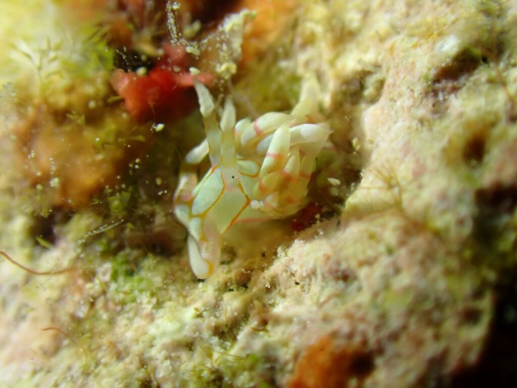 トウリンミノウミウシ