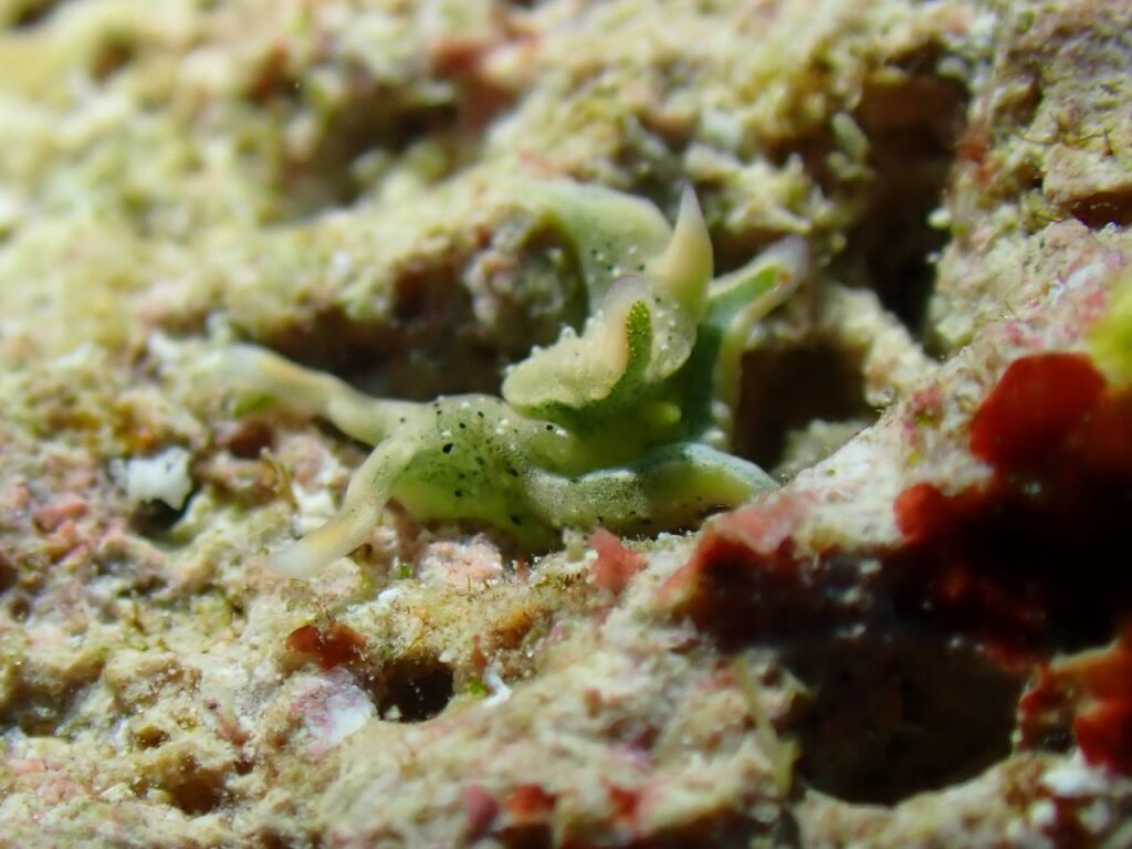 ツマムラサキミドリガイ