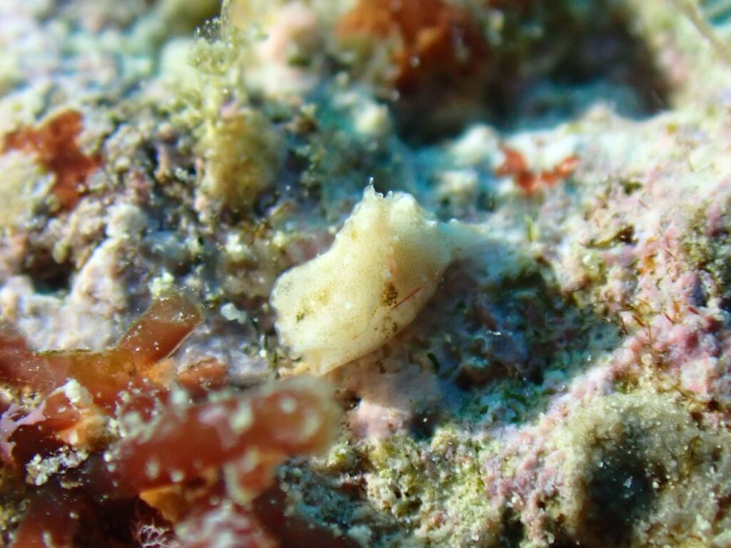 カンムリキセワタ