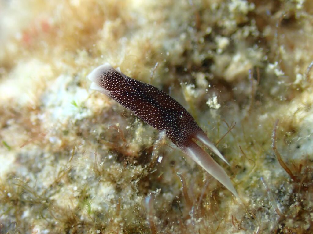 コナユキツバメガイ