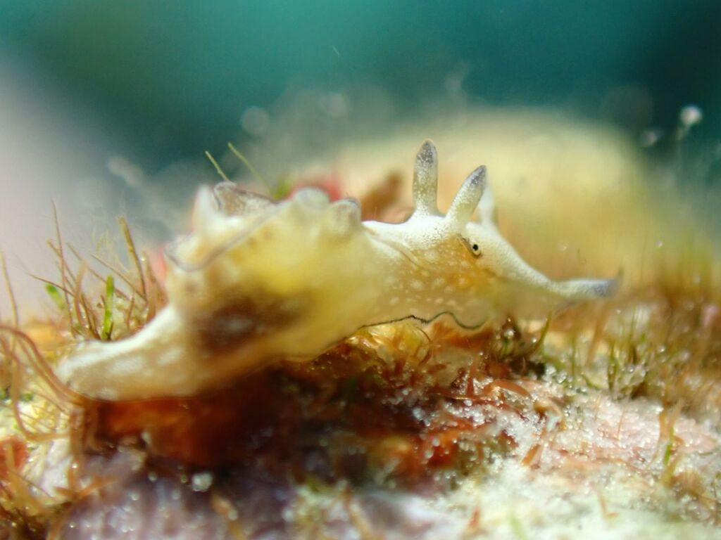 アプリシア・ニグロチンクタ