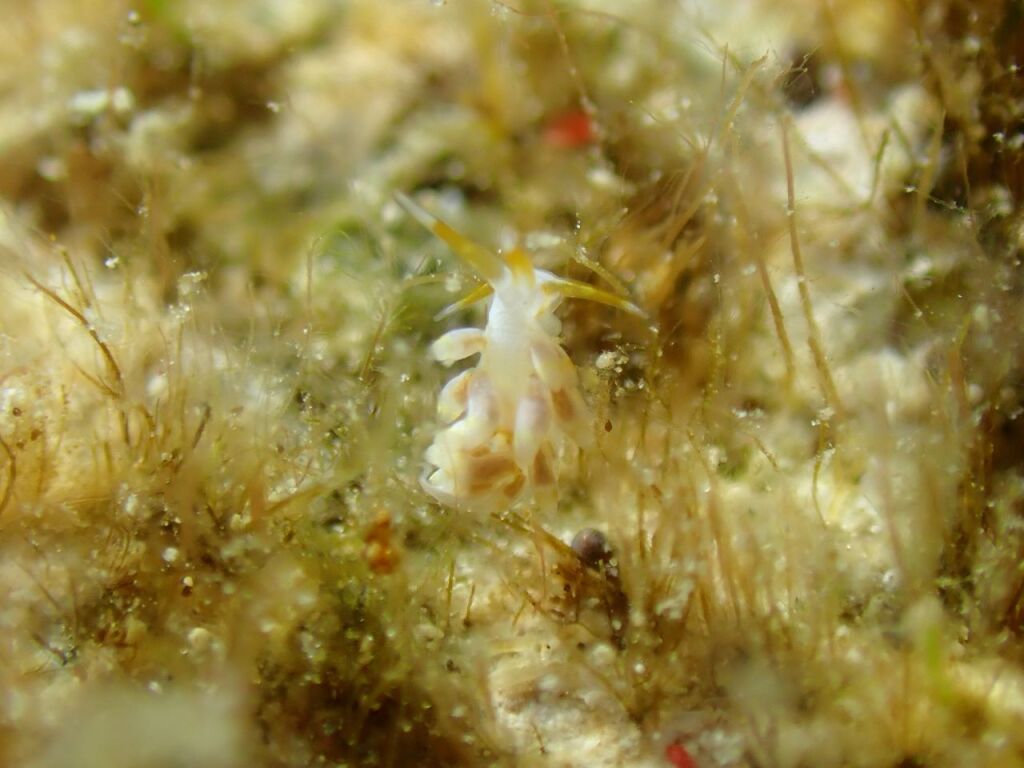 ミノウミウシの何か