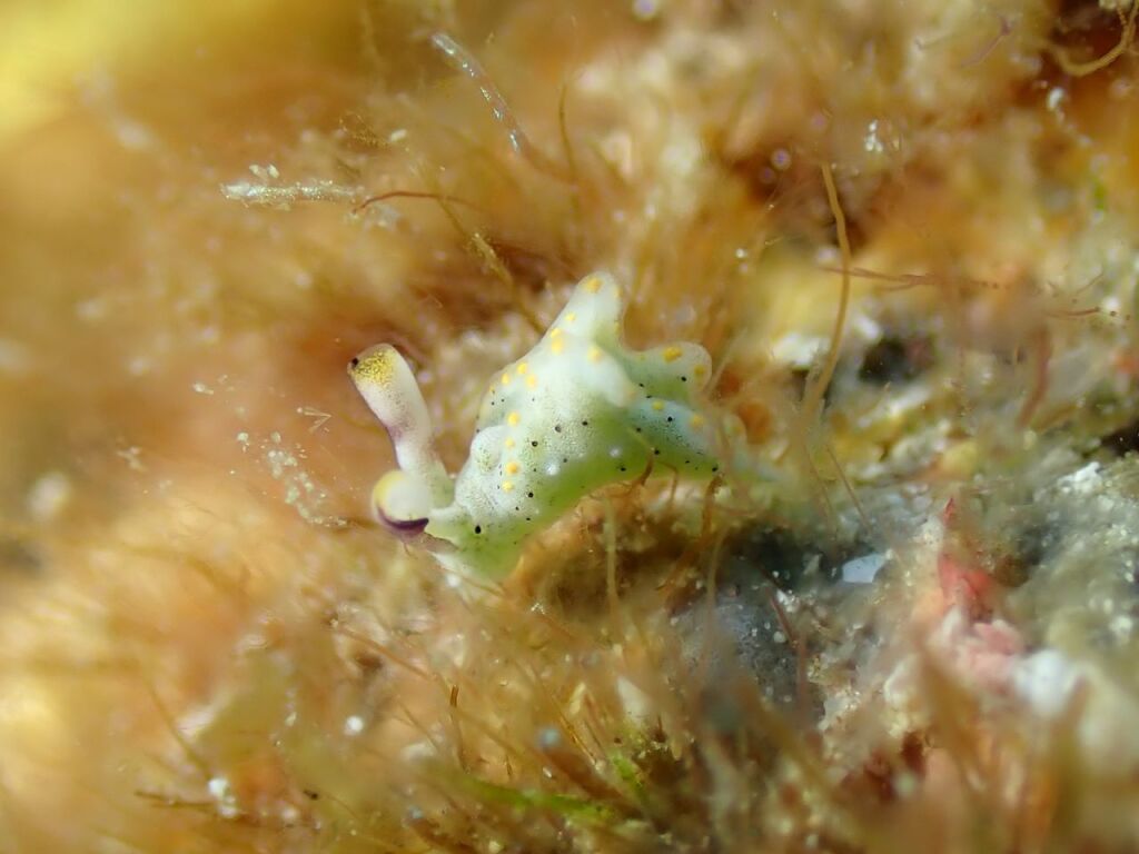 キフチミドリガイ