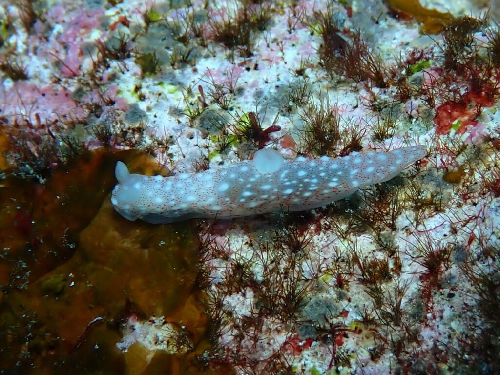 アマミキヌハダウミウシ