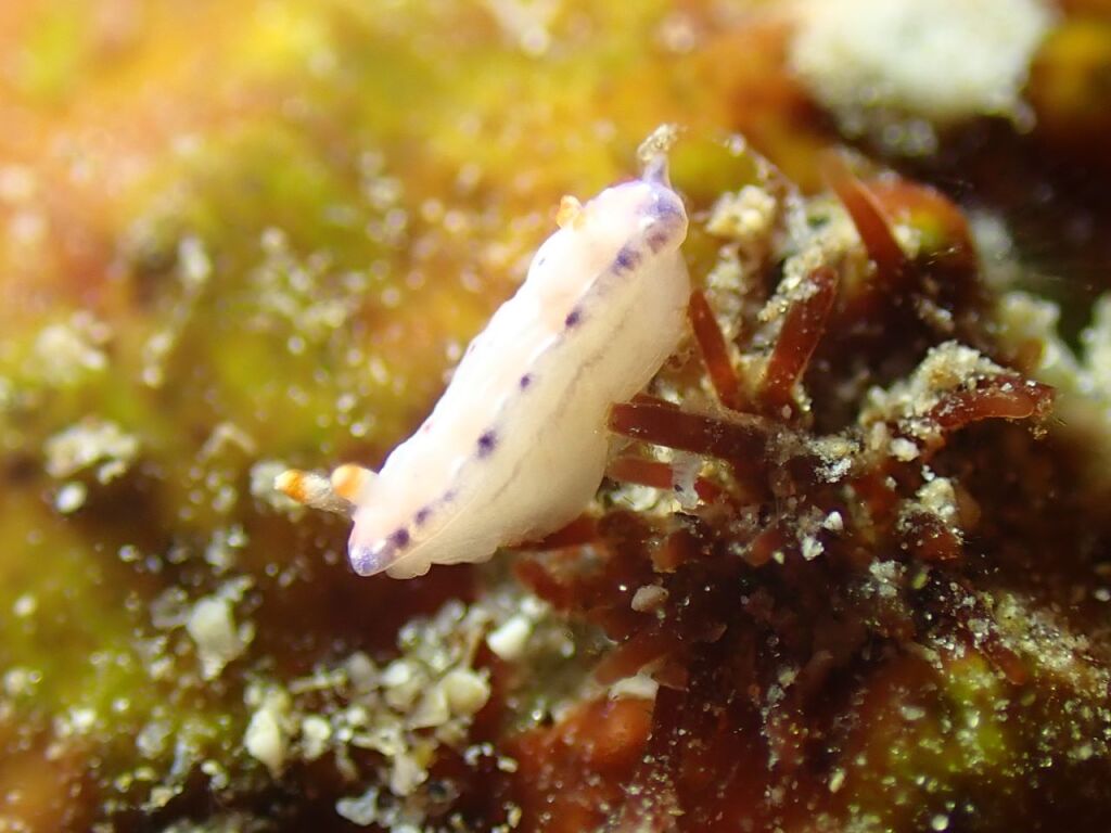 アジサイイロウミウシ