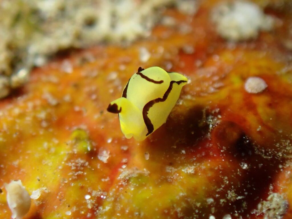 オレンジウミコチョウ