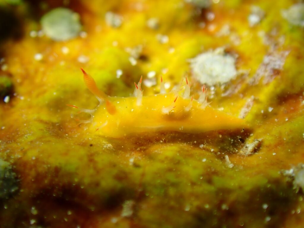 ヒメエダウミウシ