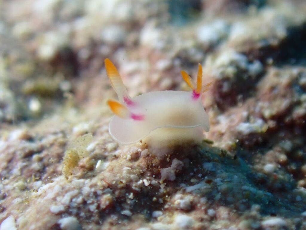 ゾウゲイロウミウシ