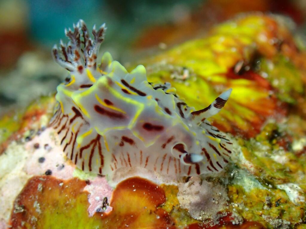 パイナップルウミウシ