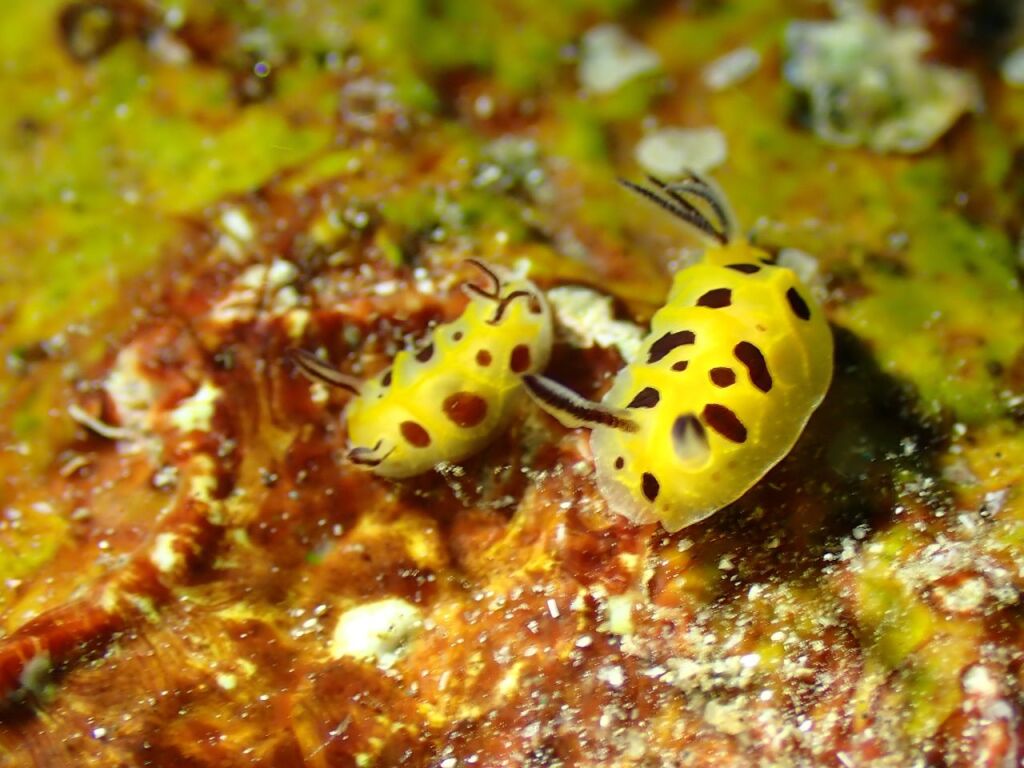 テンテンウミウシ