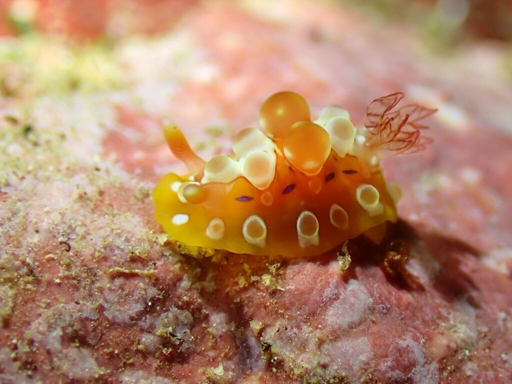 クロシタナシウミウシ属の何か