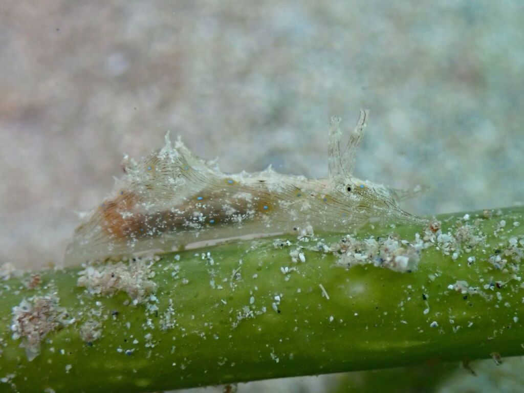 クロスジアメフラシ