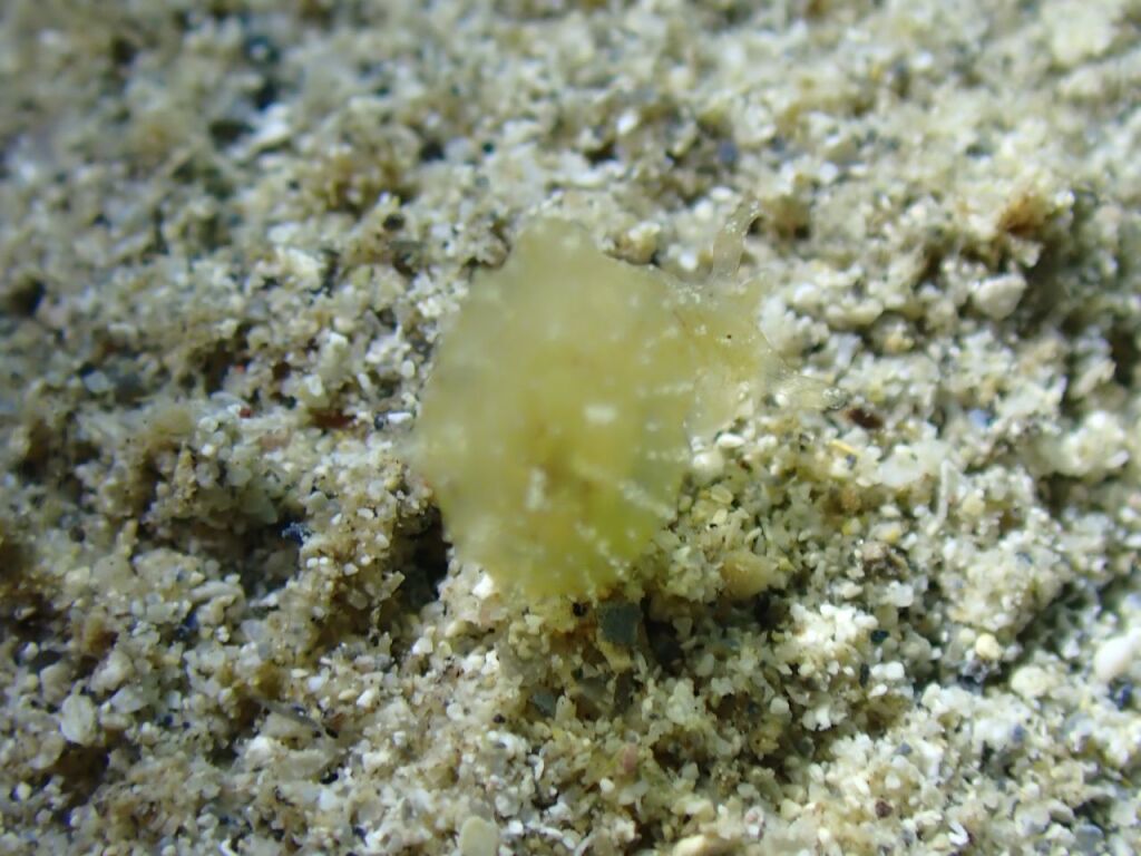 フウセンウミウシ