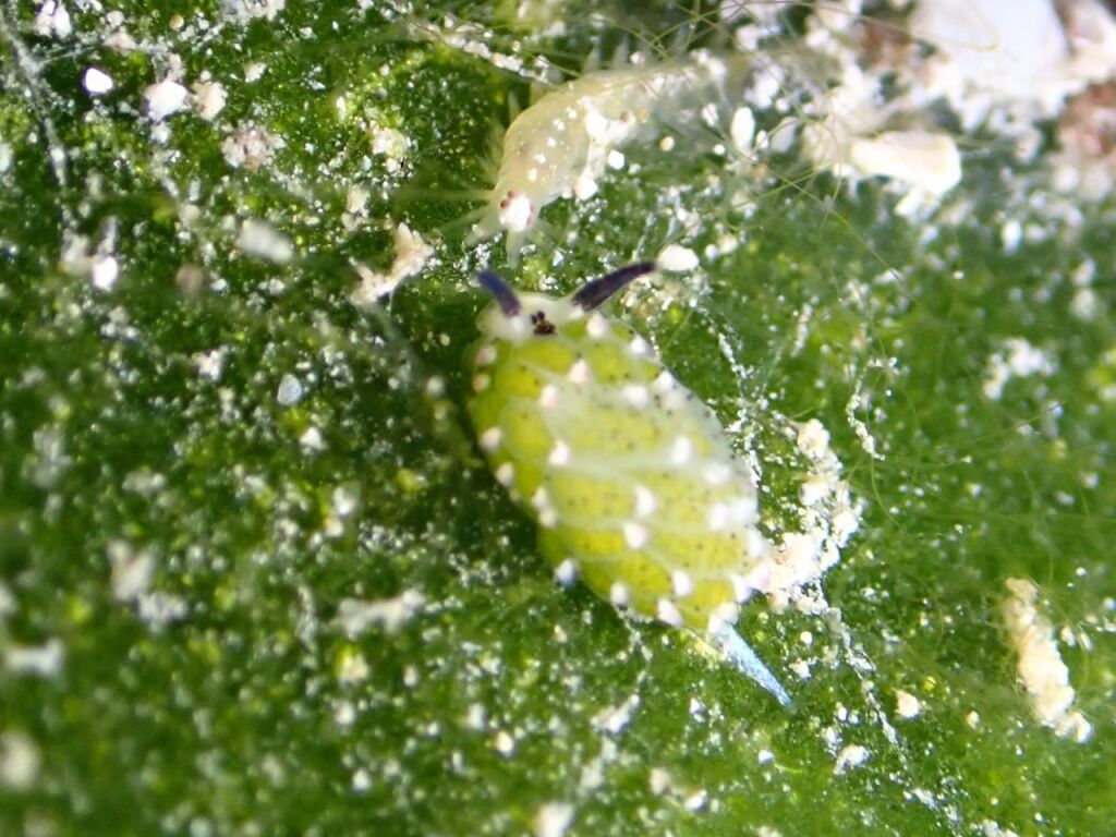 クサイロモウミウシ