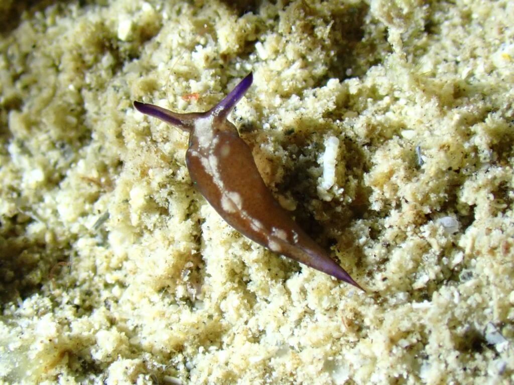 エリシア・アオタイ