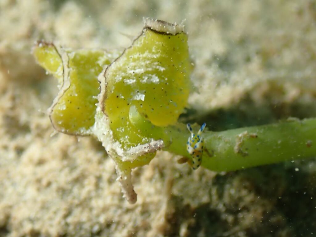 フチドリミドリガイ とナギサノツユ