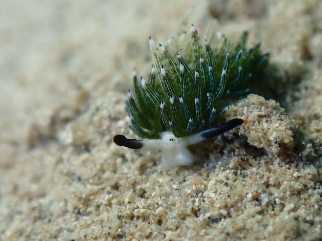 ウサギモウミウシ