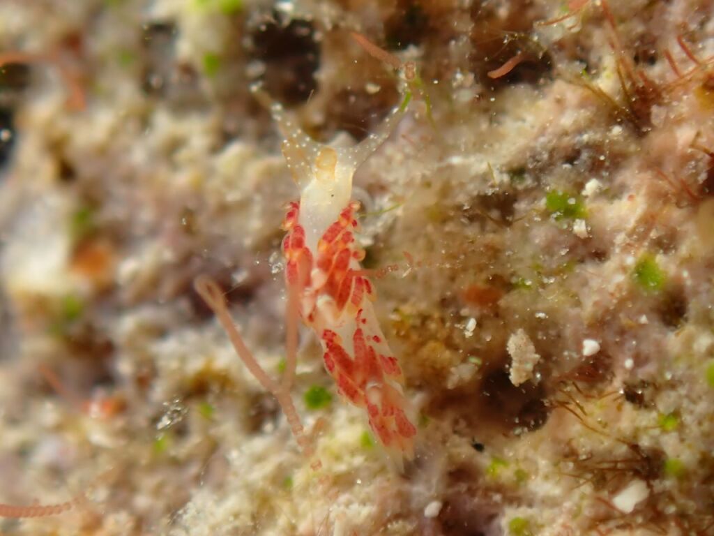 ガヒミノウミウシ