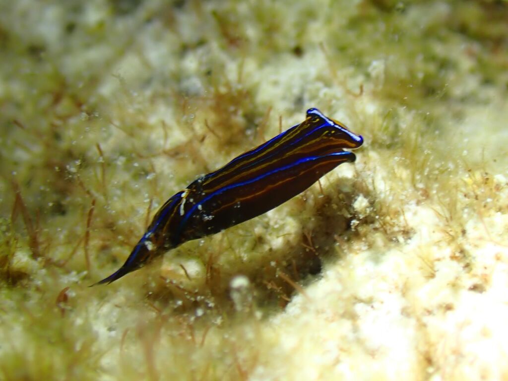 ニシキツバメガイ