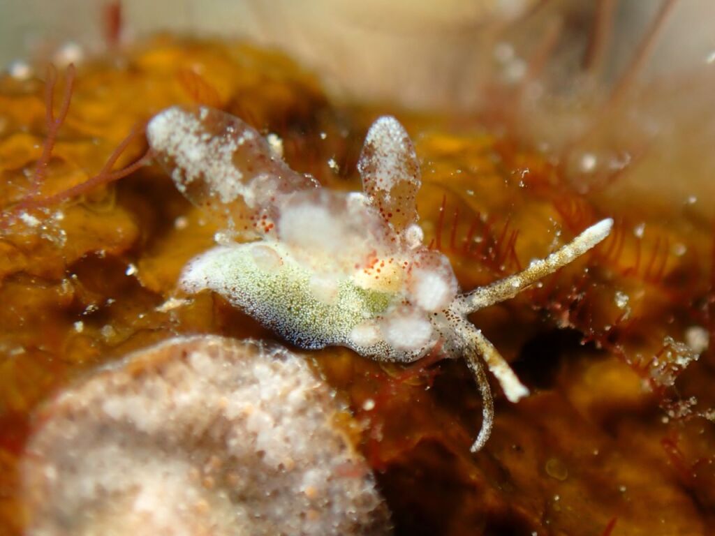 ソウゲンウミウシ