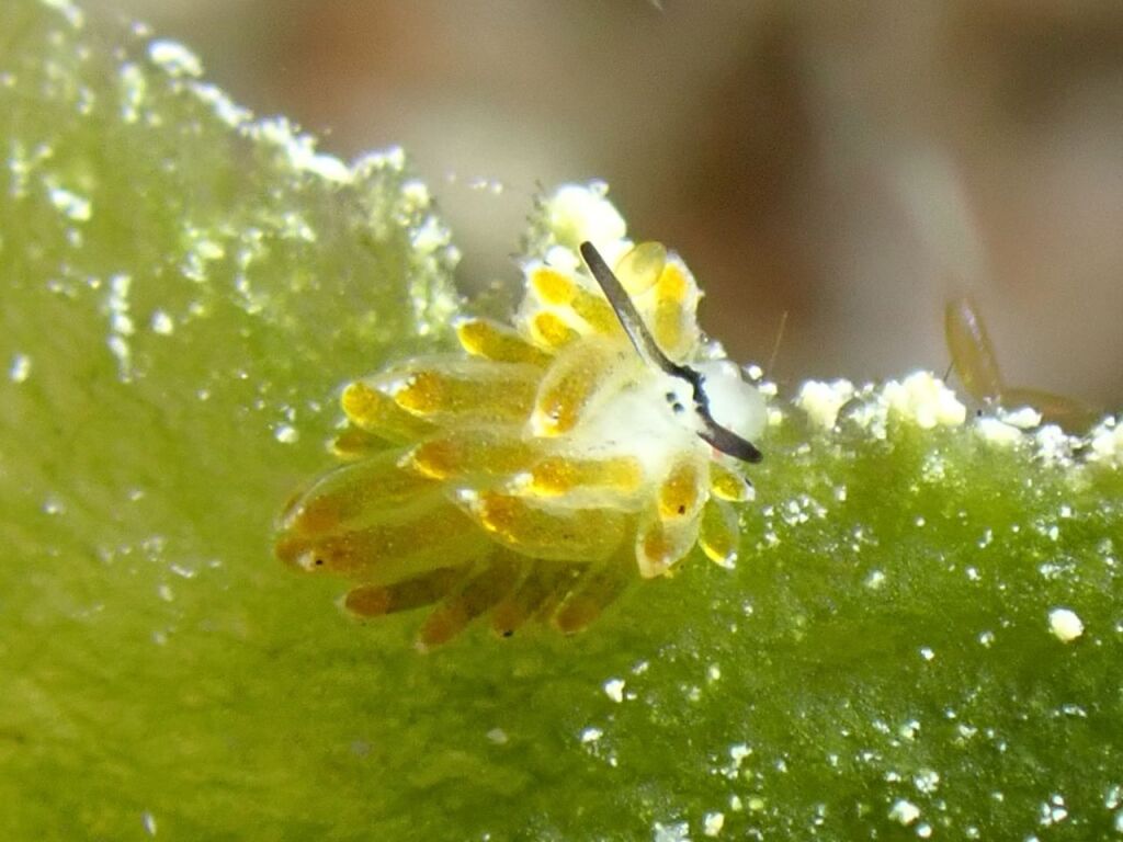 イリオモテモウミウシ