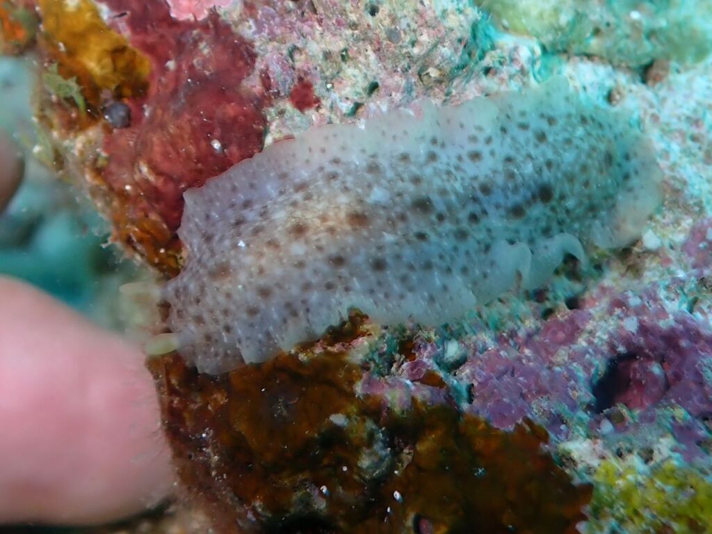 ナマコウミウシ