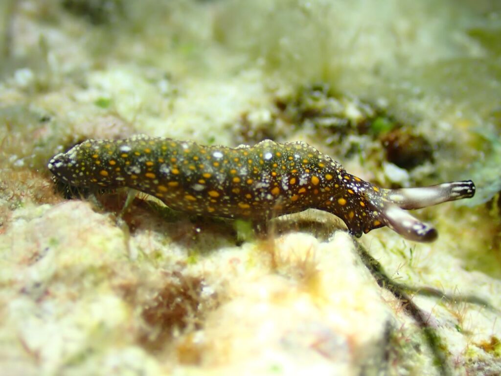 チャマダラミドリガイ