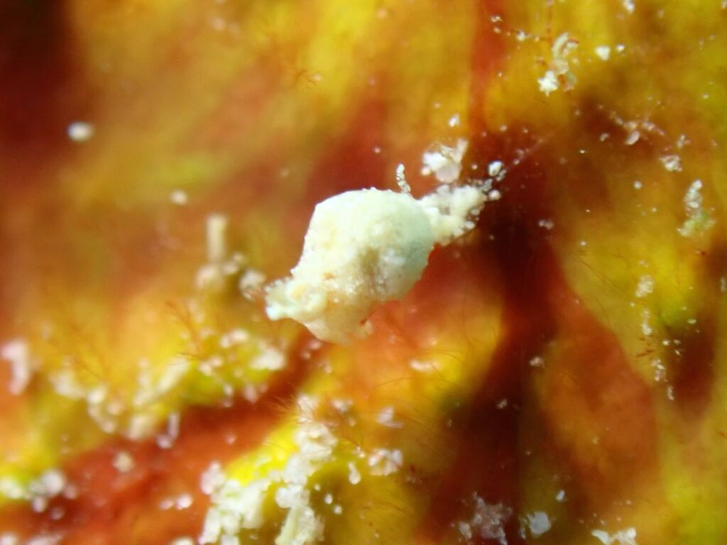 マメツブウミコチョウ