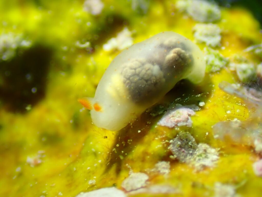 キヌハダウミウシ属の一種