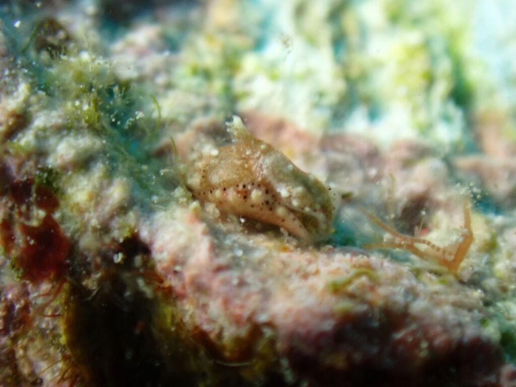 カンムリキセワタ