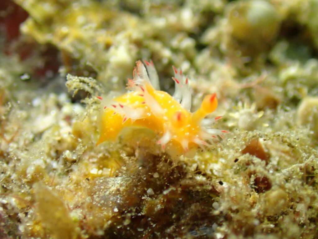 ヒメエダウミウシ