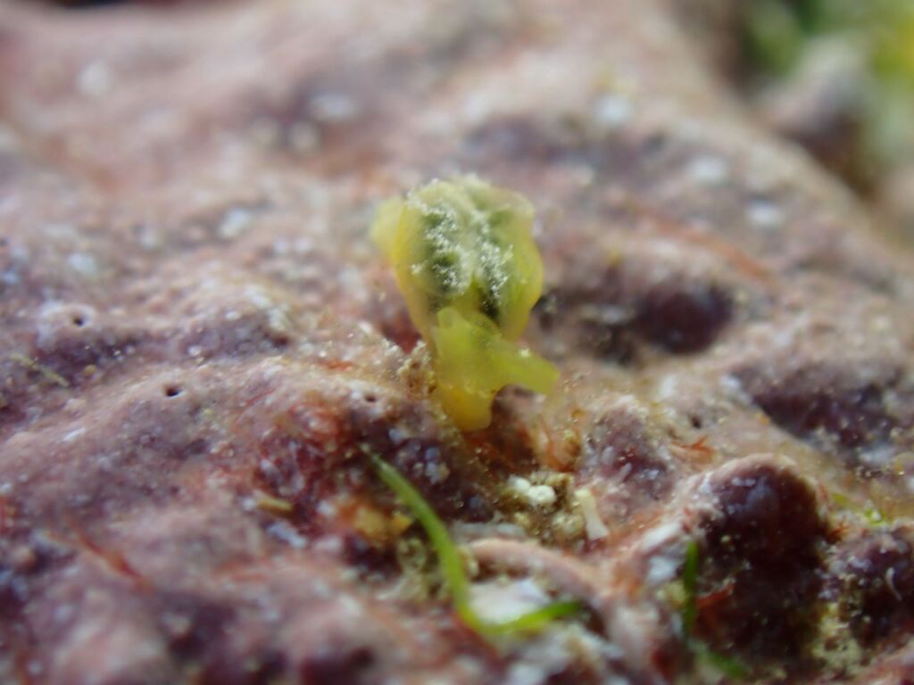 オトメミドリガイ