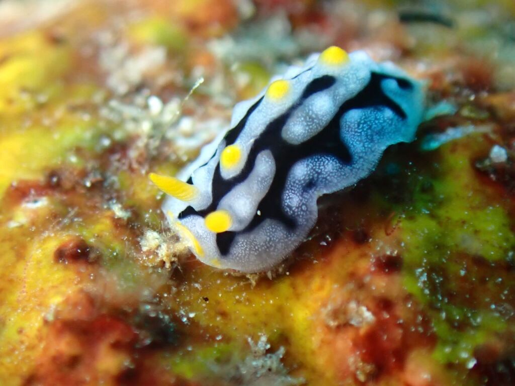 ボンジイボウミウシ