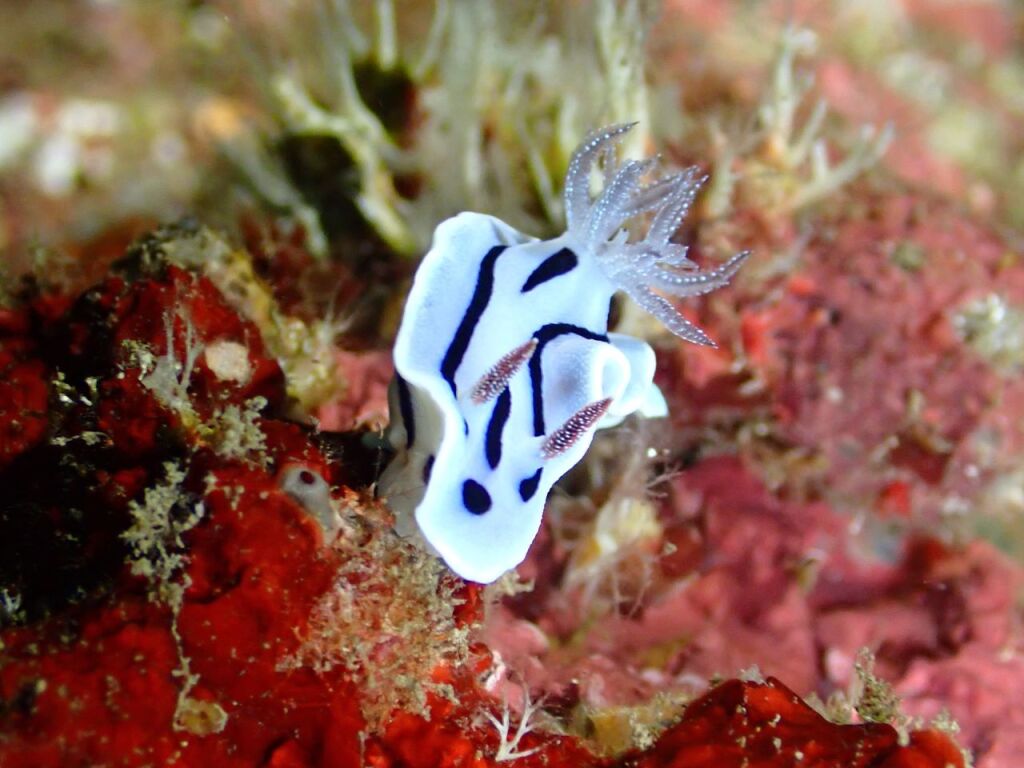 ミゾレウミウシ