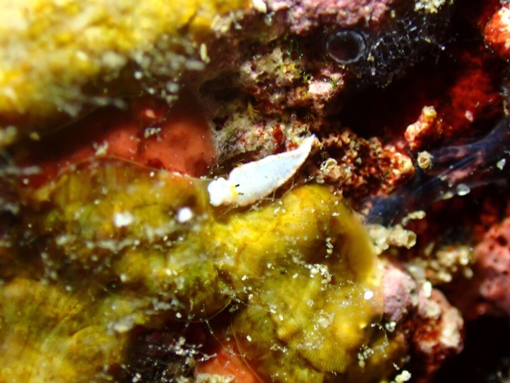 ミルクオトメウミウシ