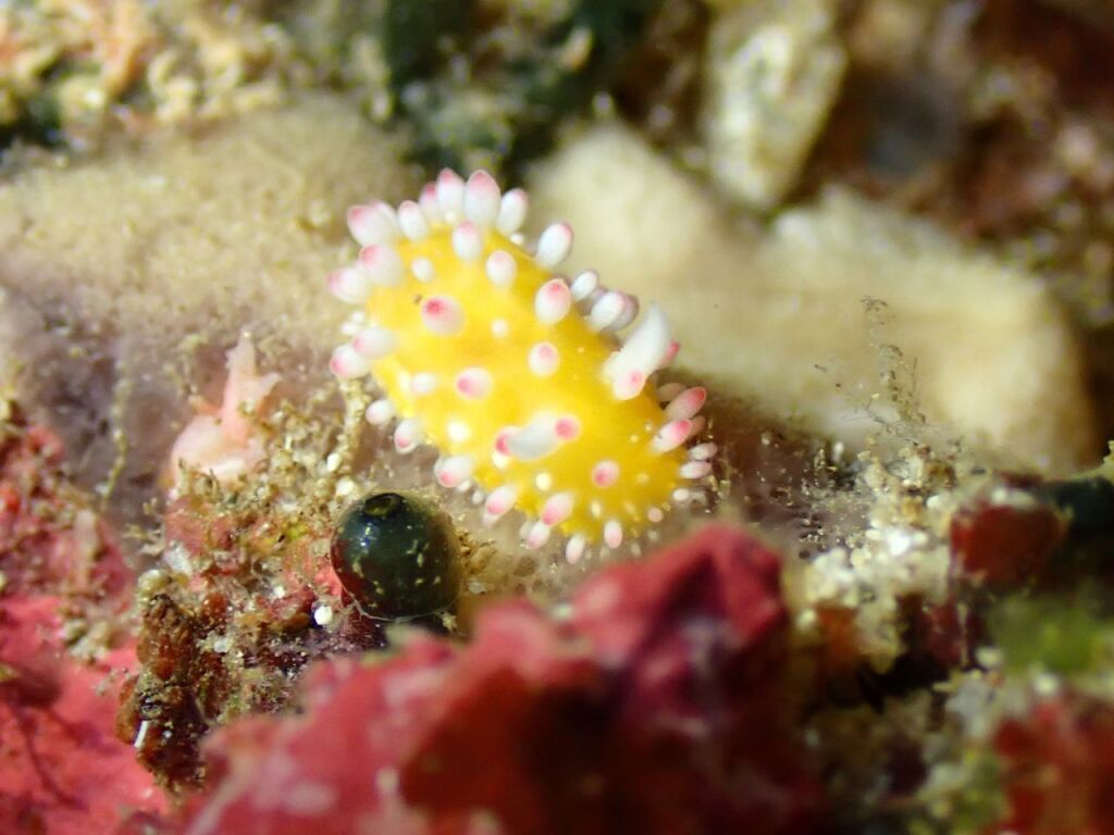 イガグリウミウシ