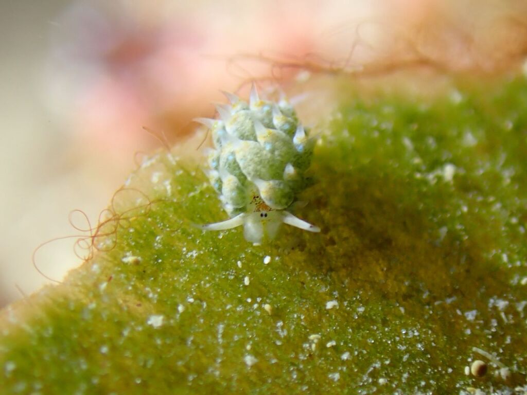 テングモウミウシ