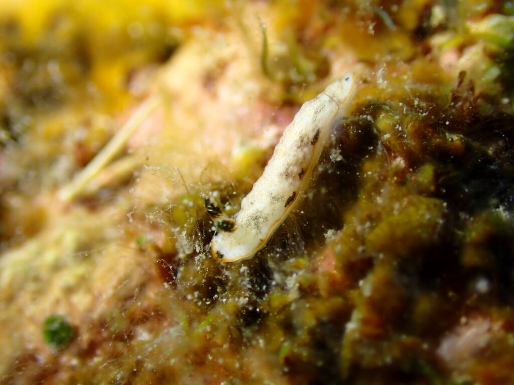 ギョウザウミウシ