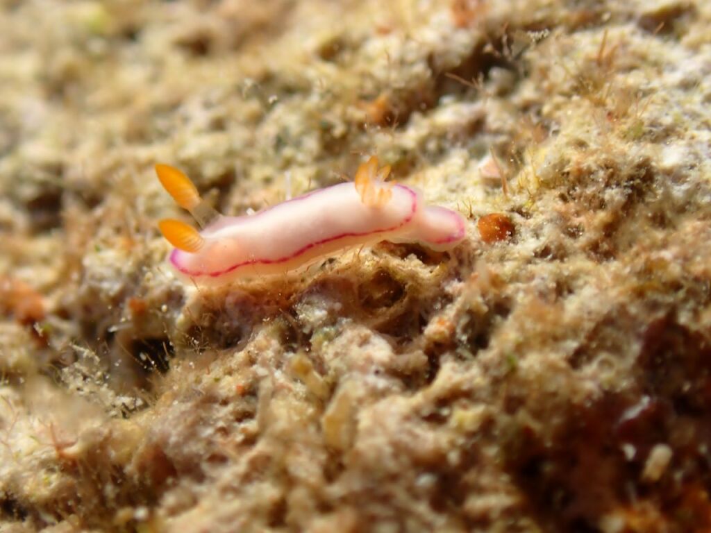 ダニエライロウミウシ