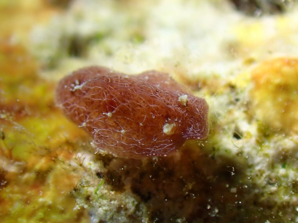 ハクモンビロウドウミウシ