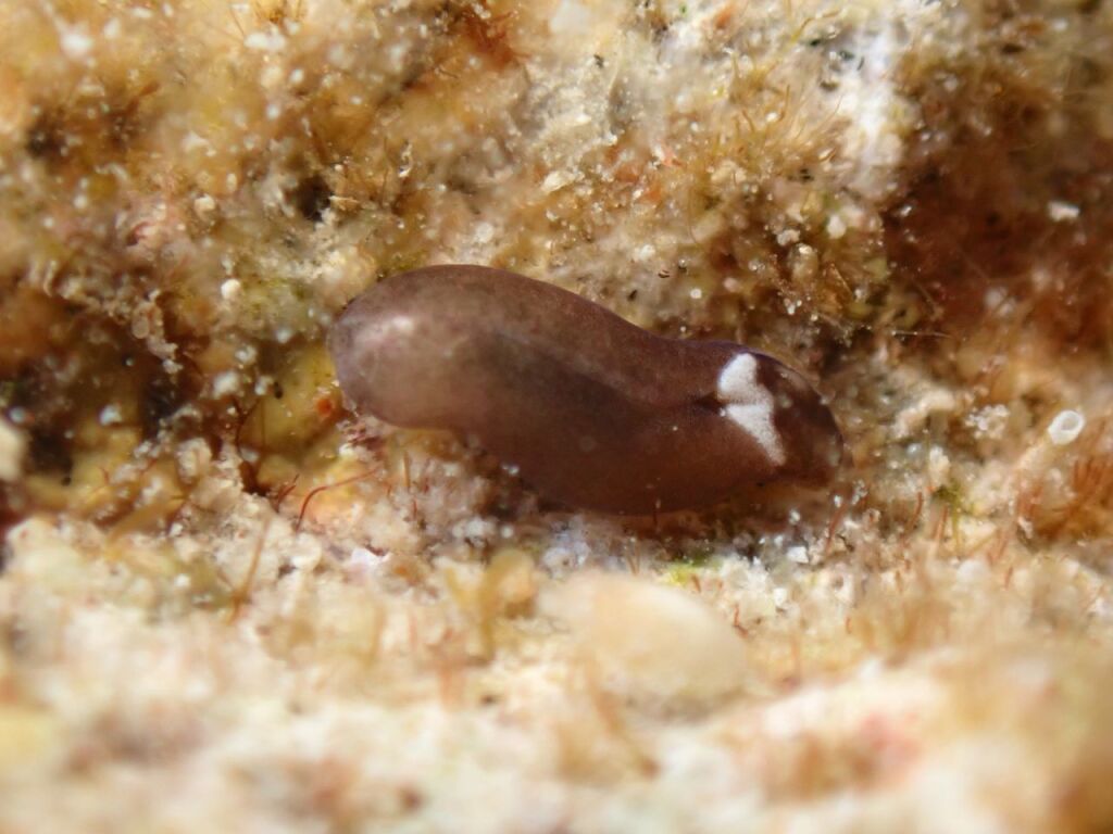 ファネロフタルムス・アルボトリアングラトス