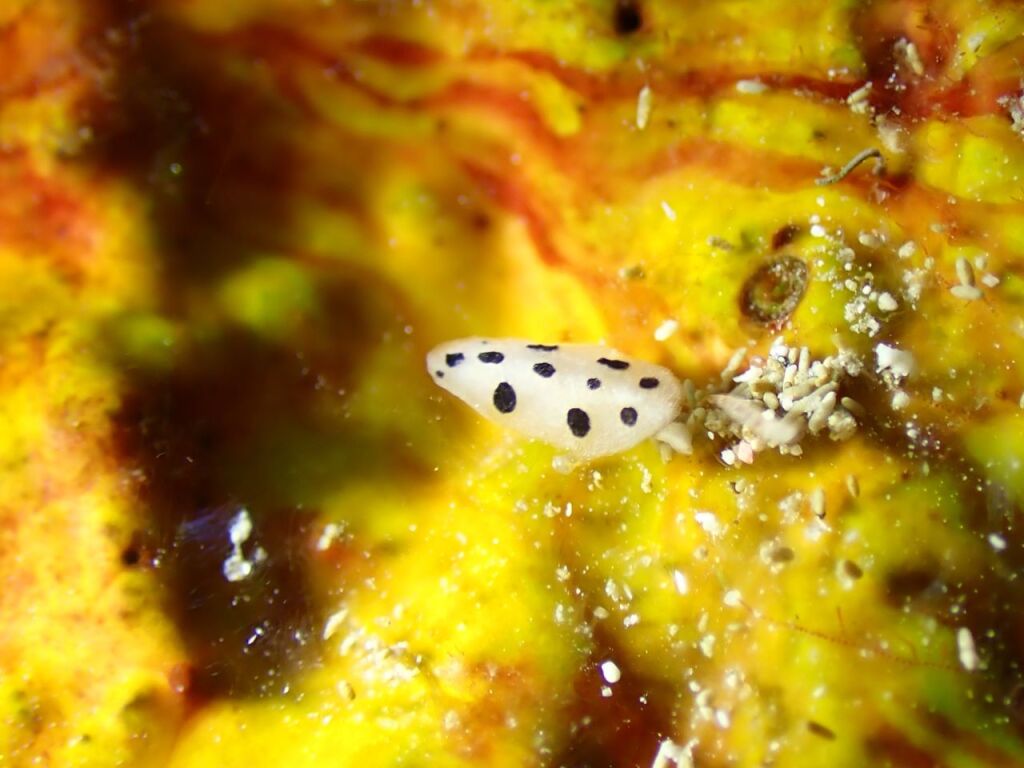 ミズタマイボウミウシ