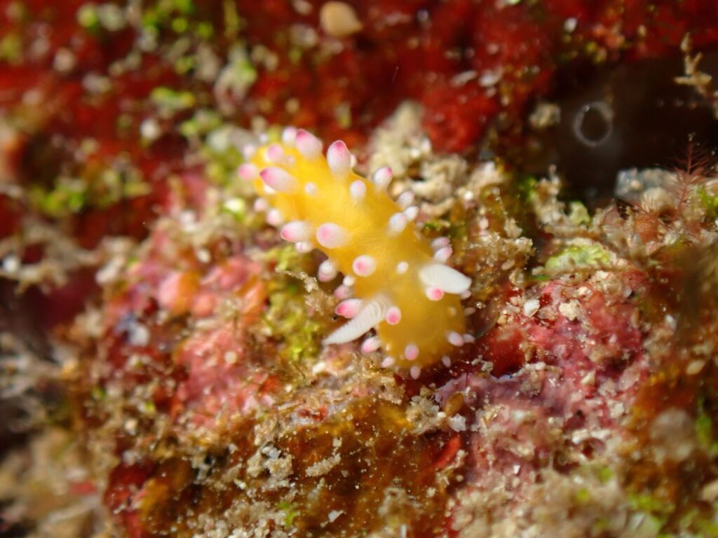 イガグリウミウシ