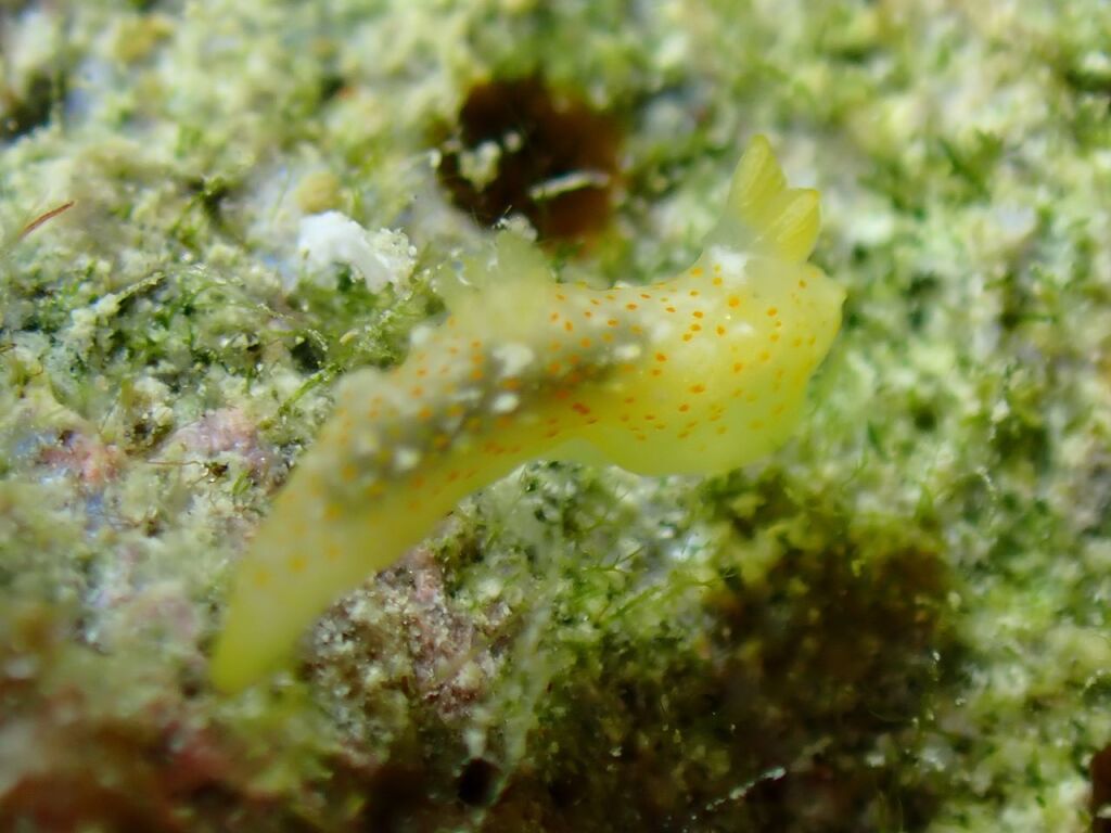 オキナワキヌハダウミウシ