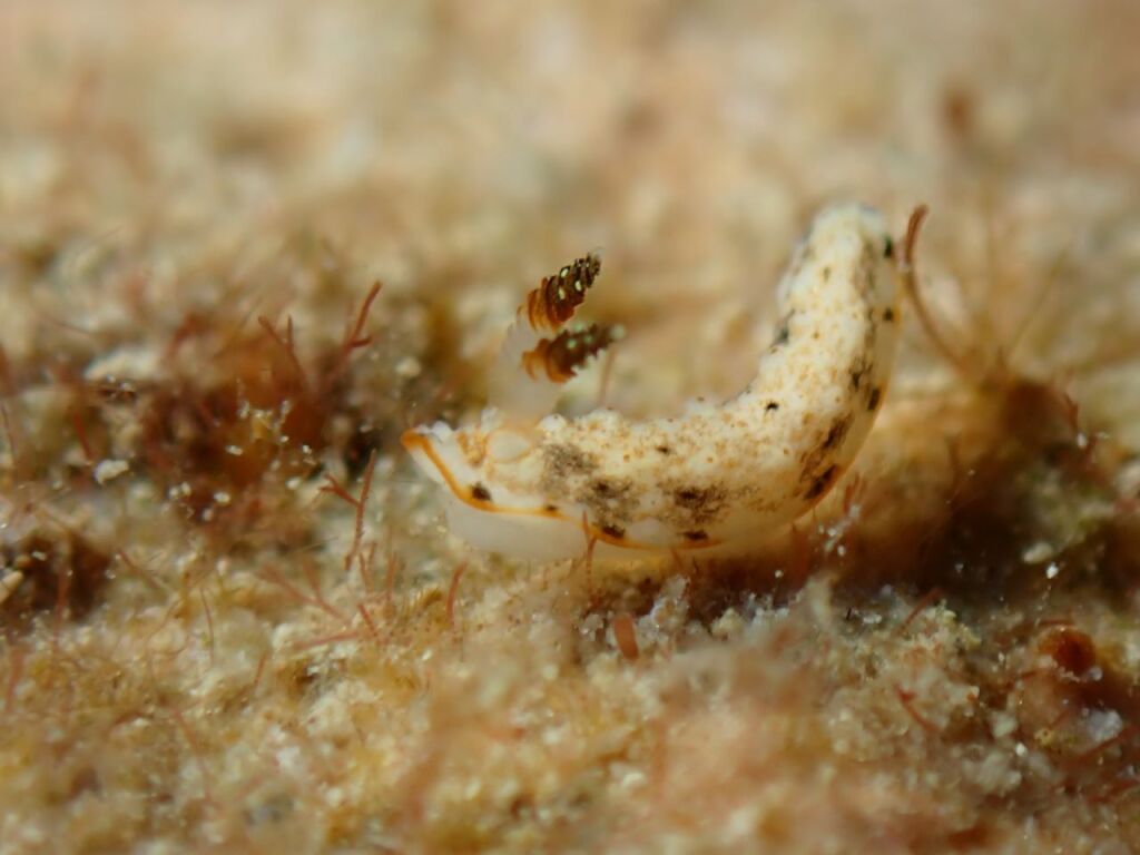 ギョウザウミウシ