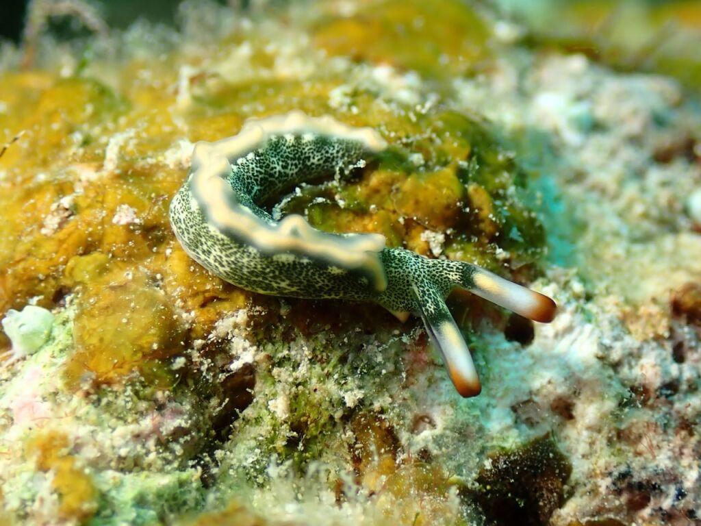 シロアミミドリガイ