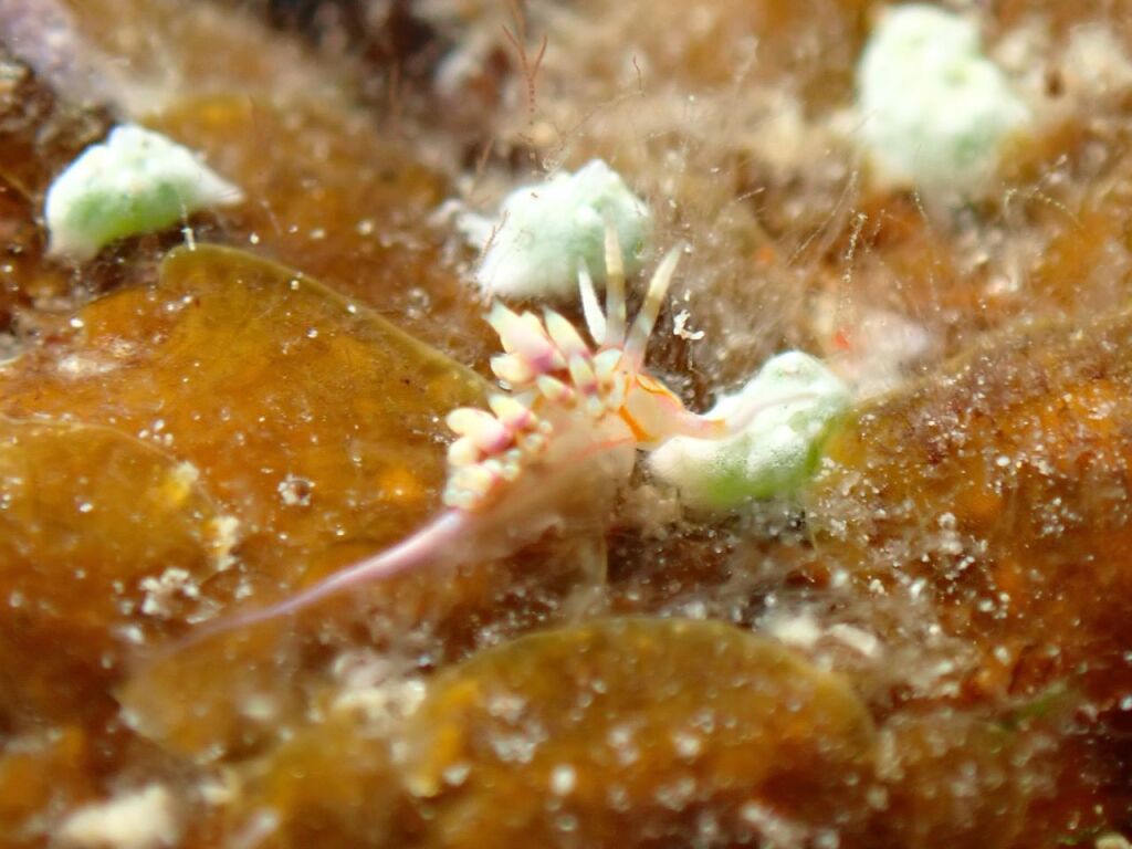 トウリンミノウミウシ