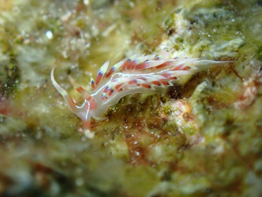 ヒブサミノウミウシ