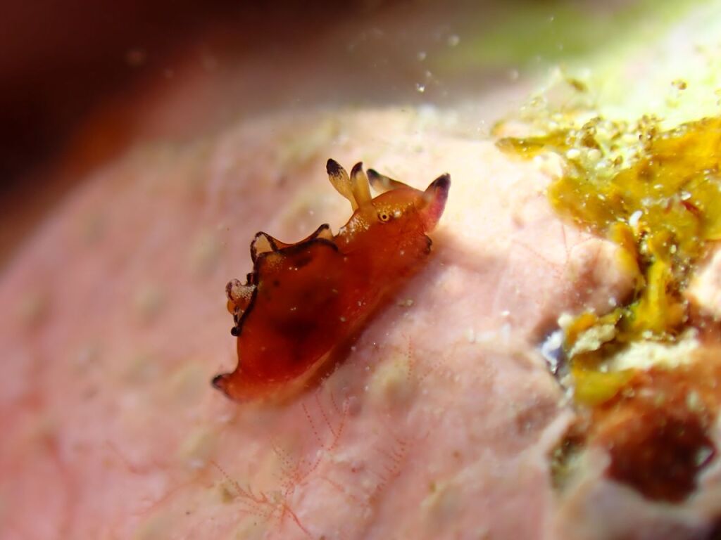 クロヘリアメフラシ