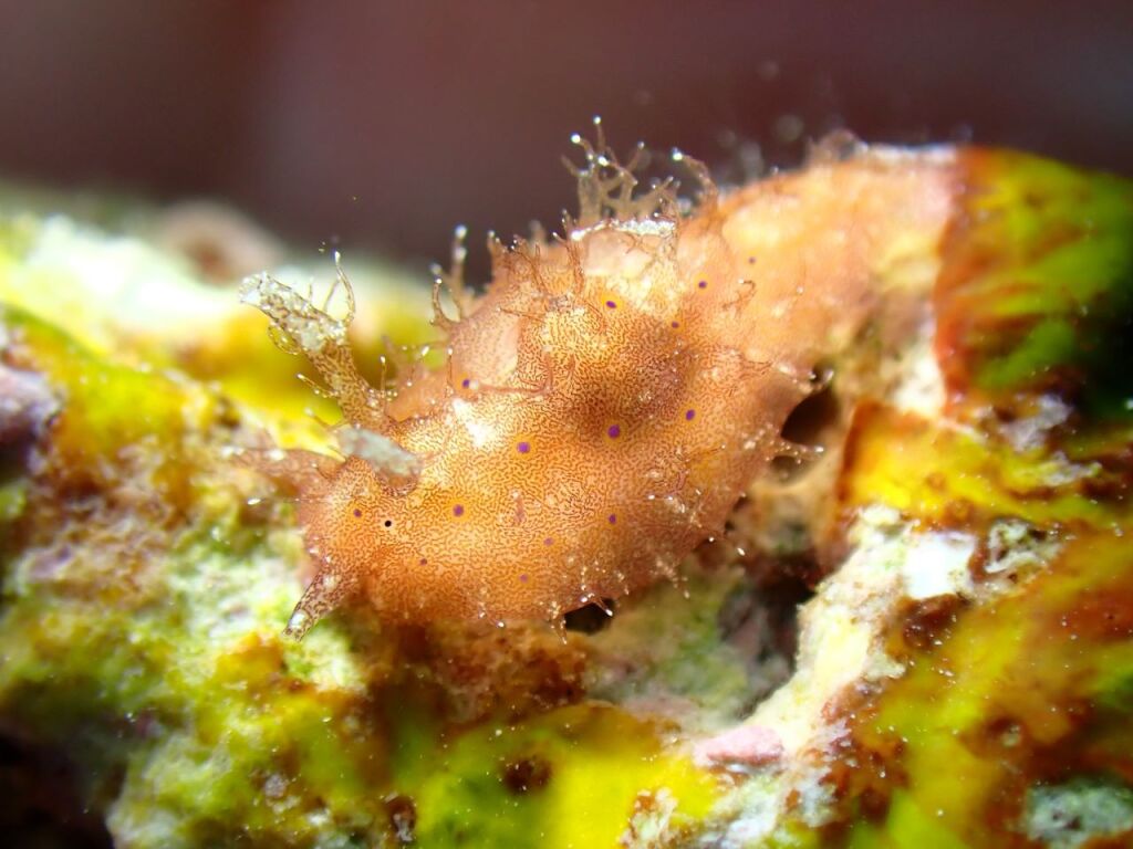 ブルサテラ・オケリゲラ